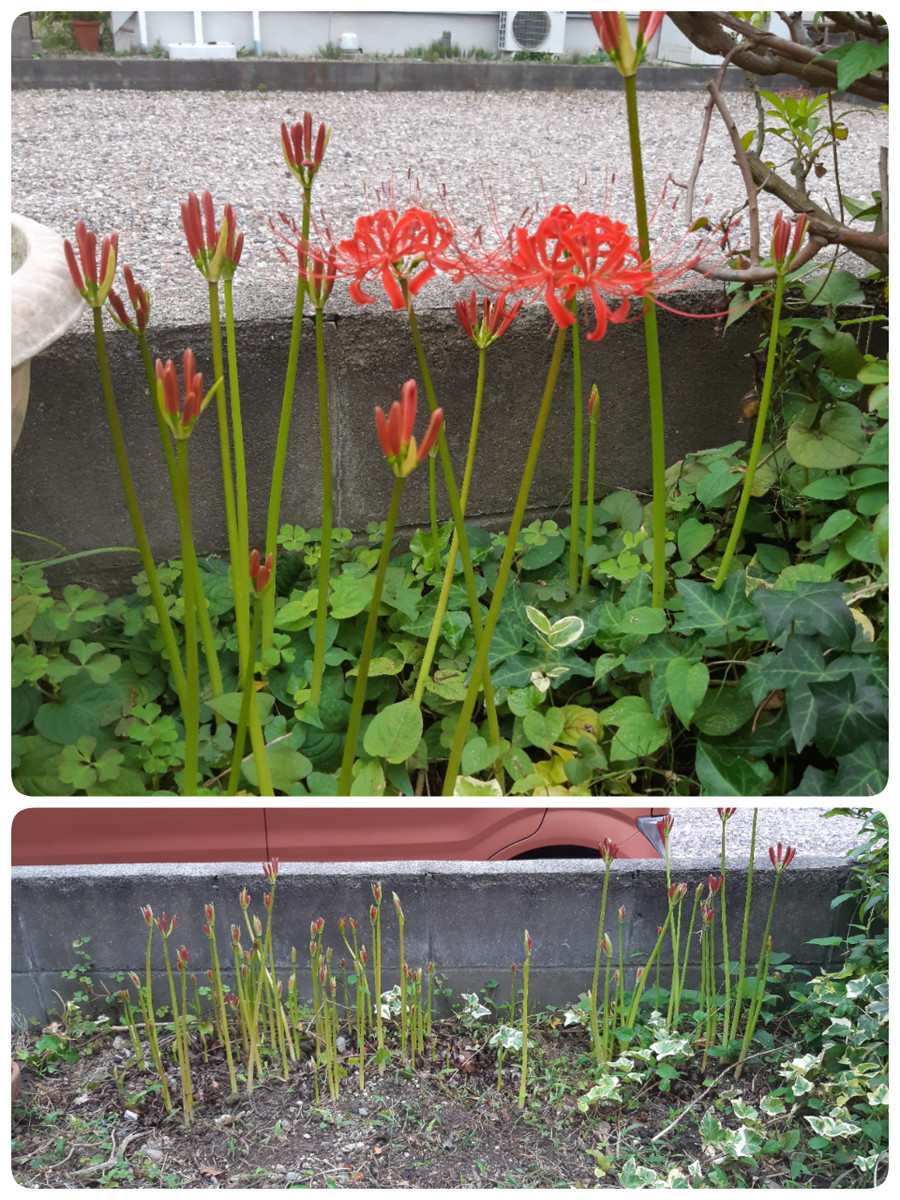 200924153314545_deco